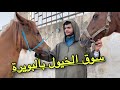سوق الخيول بالبويرة 2022