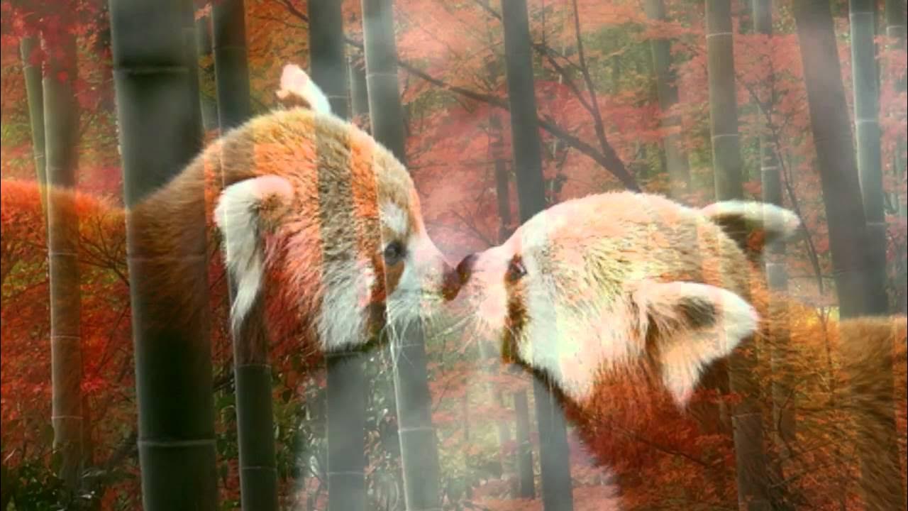 Bamboo Morning by Lisa Lynne Bamboo Morning by Lisa Lynne