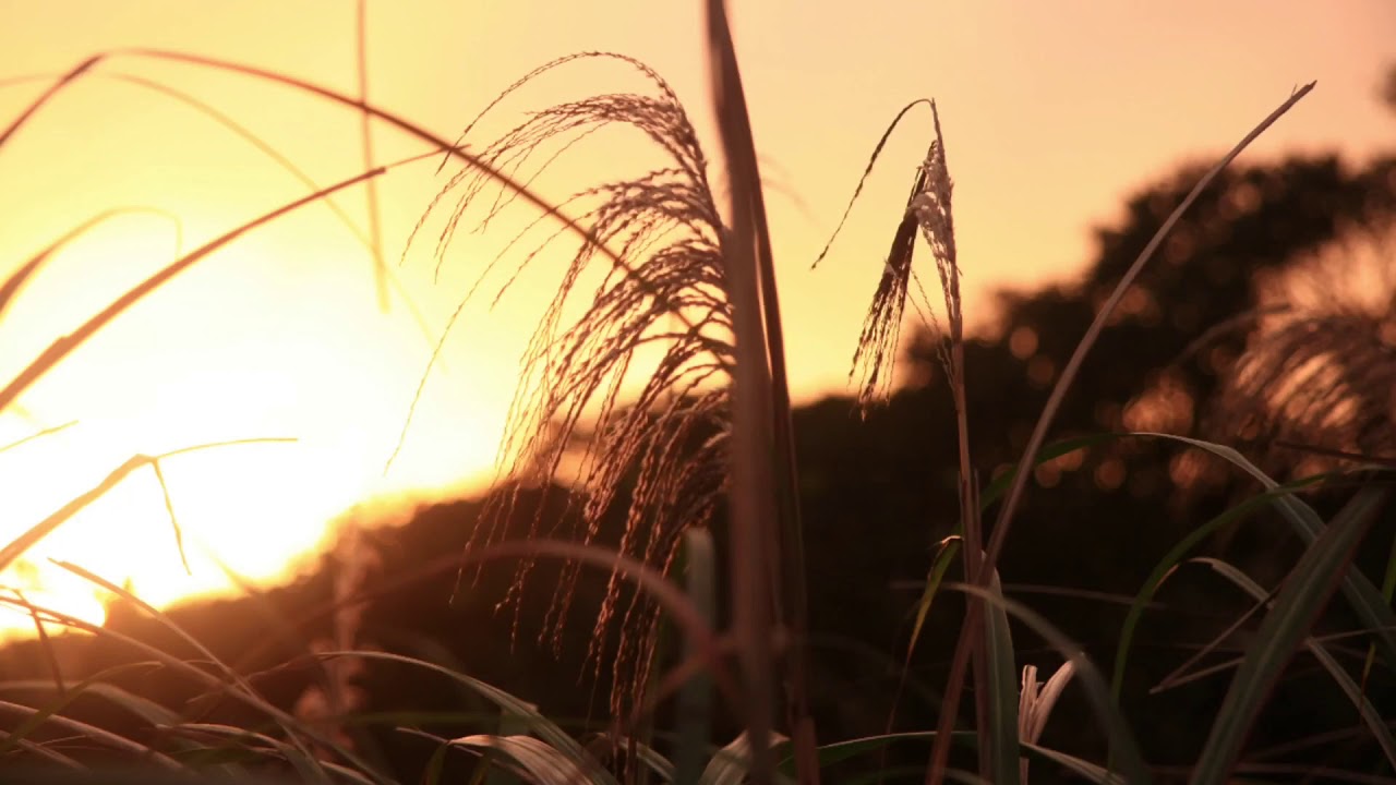 y o s i - L O V E w/ shinyujinssi (prod. J.Lu)