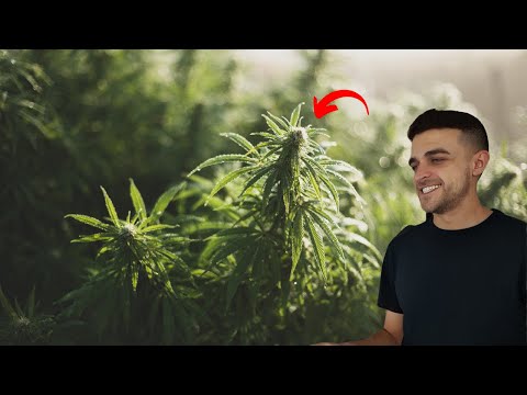 Vidéo: Multifilament De Cannabis