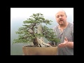 Copy of Bonsai: This You Won't Believe!