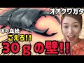 【オオクワガタ】あの血統！？の菌糸交換1回目！はたして30gの壁は越えられるのか？