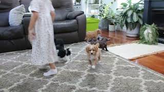 F1B Cavapoo Puppies For Sale