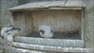 Great Spirit Bluff Falcon Cam ~ K-51 Burr-D Falls From Ledge Today 6.3.17