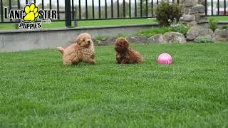 Lively Mini Goldendoodle Puppies