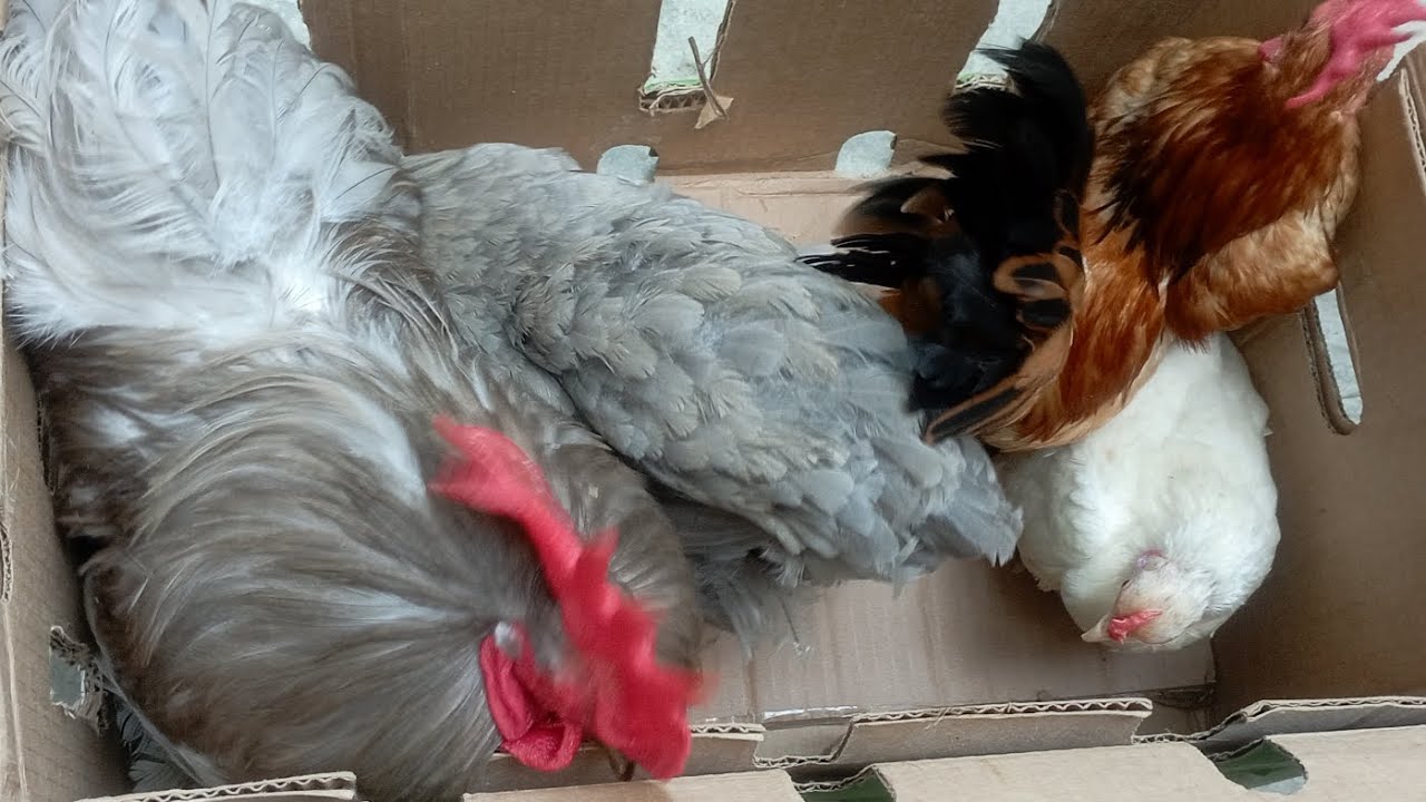 বিভিন্ন বয়সের সৌখিন মুরগি বাচ্চার জন্য যোগাযোগ করুন জয়পুরহাট আক্কেলপুর উপজেলা ০১৭৩৯৬০৮০৩৫