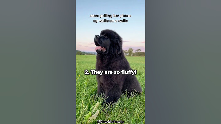 Top 5 Reasons Why You Should Get A Newfoundland!