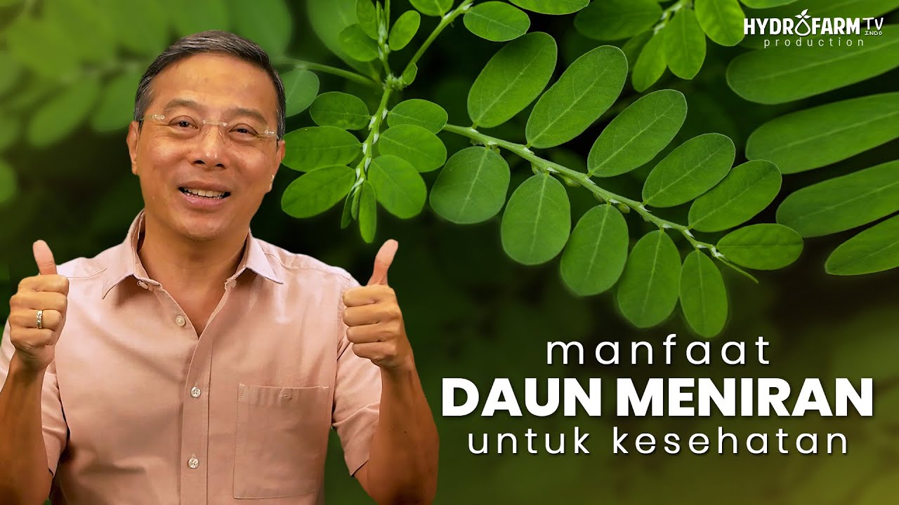 Manfaat DAUN MENIRAN Untuk Kesehatan..!!