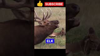 Bull Elk || Bull Elk bugling || #shorts #bullelk #trending #viral