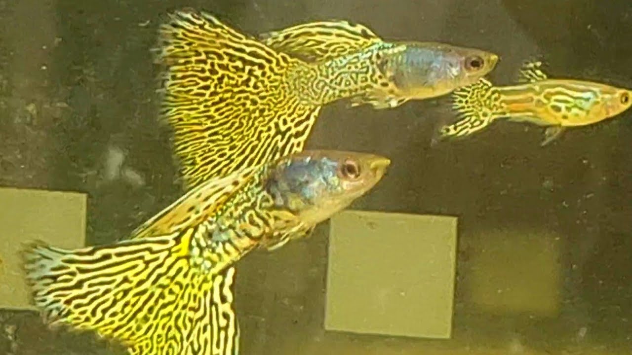 Yellow Metallic Lace Guppies The Most Beautiful Guppy Fish at Jaden's