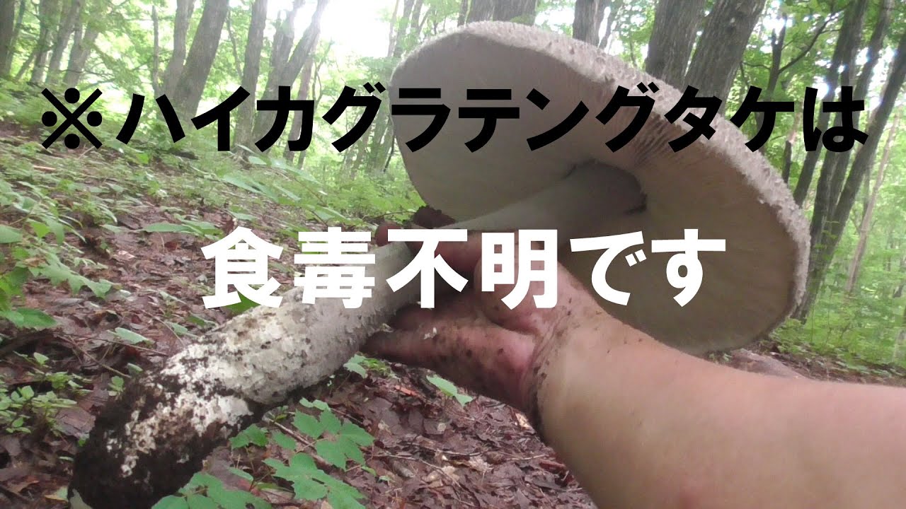 【夏きのこ】巨大ハイカグラテングタケをビーフシチューに入れてみる