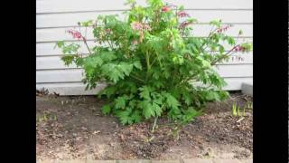 2010 Bleeding Heart (Time-lapse)