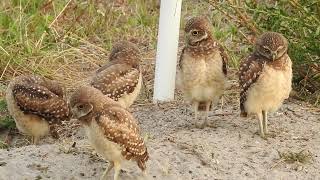 Burrowing Owl Babies ~ 🦉