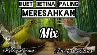 Duet Betina Petarung dari Kebun. ( Korlap Betina mix Prenjak betina ).
