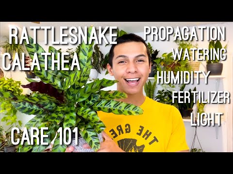 HOW TO CARE FOR RATTLESNAKE CALATHEA (Goeppertia insignis) FERTILIZER, WATERING, PROPAGATION, LIGHT