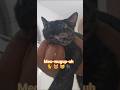 Meo-wugup-uh 🐈 😻 🐈‍⬛️ 😺  #cat #funnycats #shortsfeed #shorts #trending