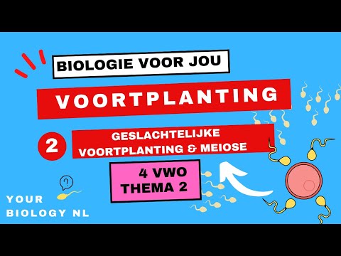 Video: Tijdens de meiose beginnen de chromosomen eerst te paren bij?