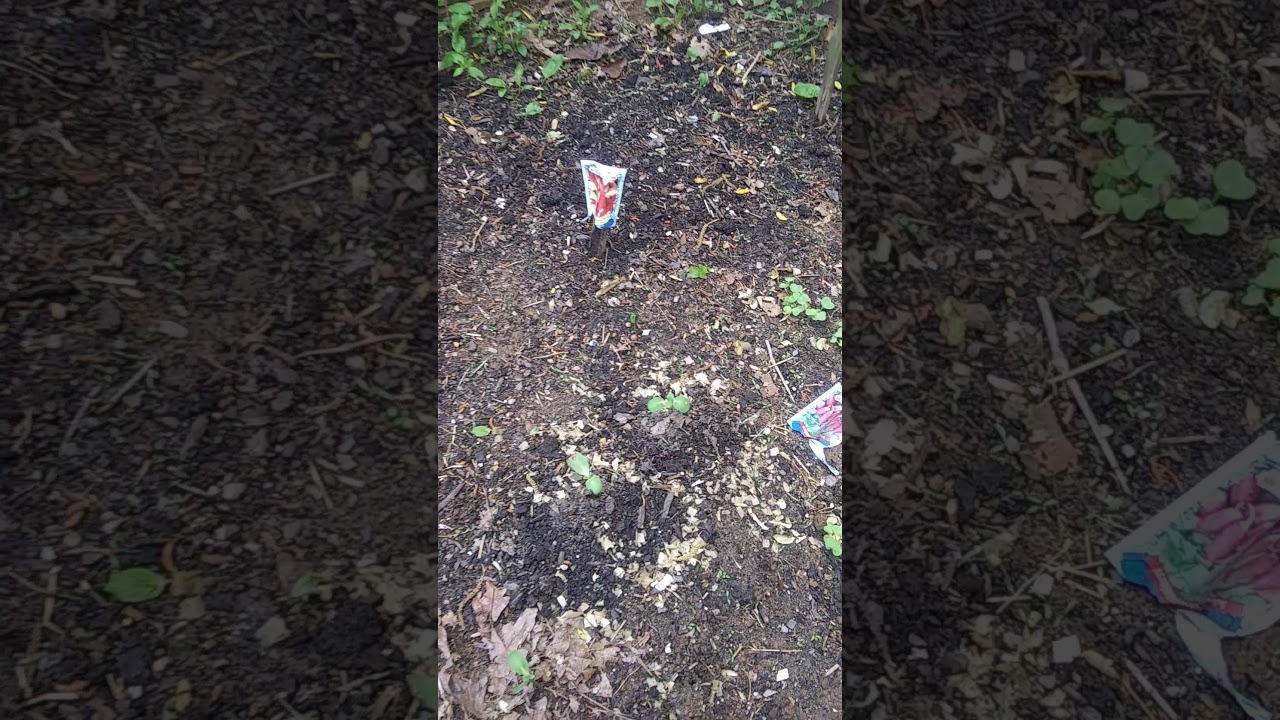 New beds with the rastaman