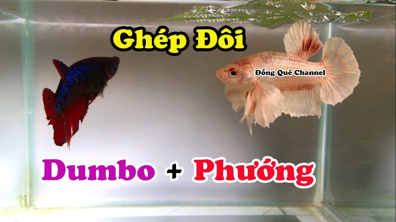 Thử Ghép Đôi Cá DUMBO WHITE Và PHƯỚNG - Cái Kết Không Ngờ┃Đồng Quê Channel