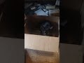 kittens update