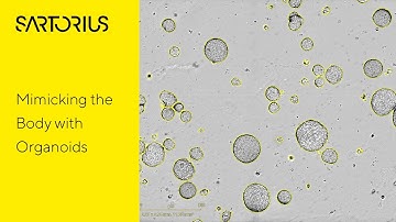 Challenges in Producing and Analyzing Organoids