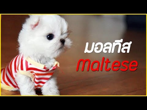 รู้จักสุนัขพันธุ์ มอลทีส (Maltese) น้องหมาขนปุย น่าอุ้ม !!
