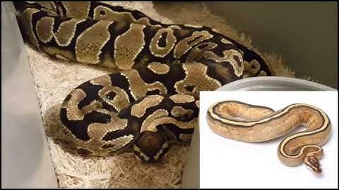 2017 Ball Python Breeding Plan 1of2