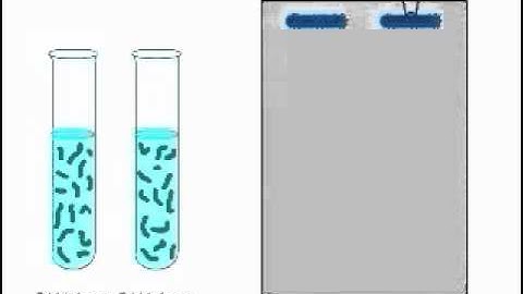 RFLP , Restriction Fragment Length Polymorphism