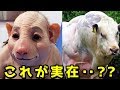 【閲覧注意】人が作り出したクレイジーな動物6選