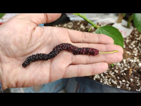 Video: Mellenes un mellenes - kāda ir atšķirība? Ogu ogu strīds