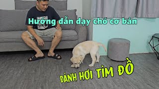 Hướng dẫn dạy chó đánh hơi tìm đồ như chó nghiệp vụ - Cà Chua có cái mũi thính quá