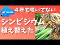 ４年咲いていないシンビジウム/植え替え/用土替え/鉢を小さく
