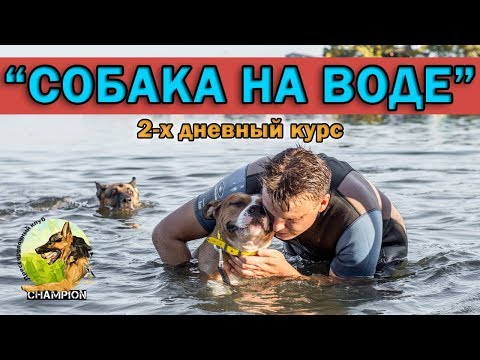 Как научить собаку плавать и не бояться воды || ДРЕССИРОВКА СОБАК