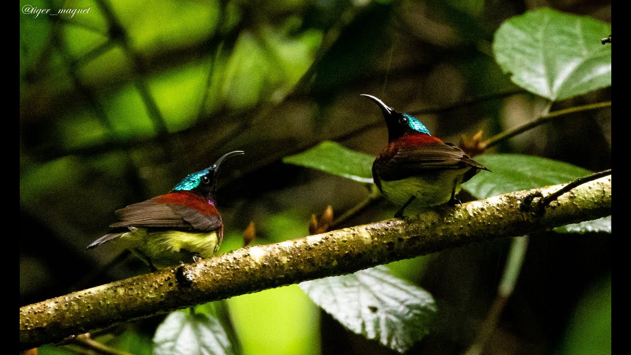 Courtship song of Crimson-backed sunbird  (Leptocoma minima)