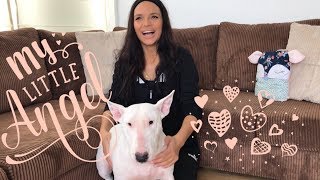 видео: PET TAG🐶/ ЗЛО КУЧЕ ЛИ Е БУЛТЕРИЕРА?!? 🤭 картинка: PET TAG🐶/ ЗЛО КУЧЕ ЛИ Е БУЛТЕРИЕРА?!? 🤭