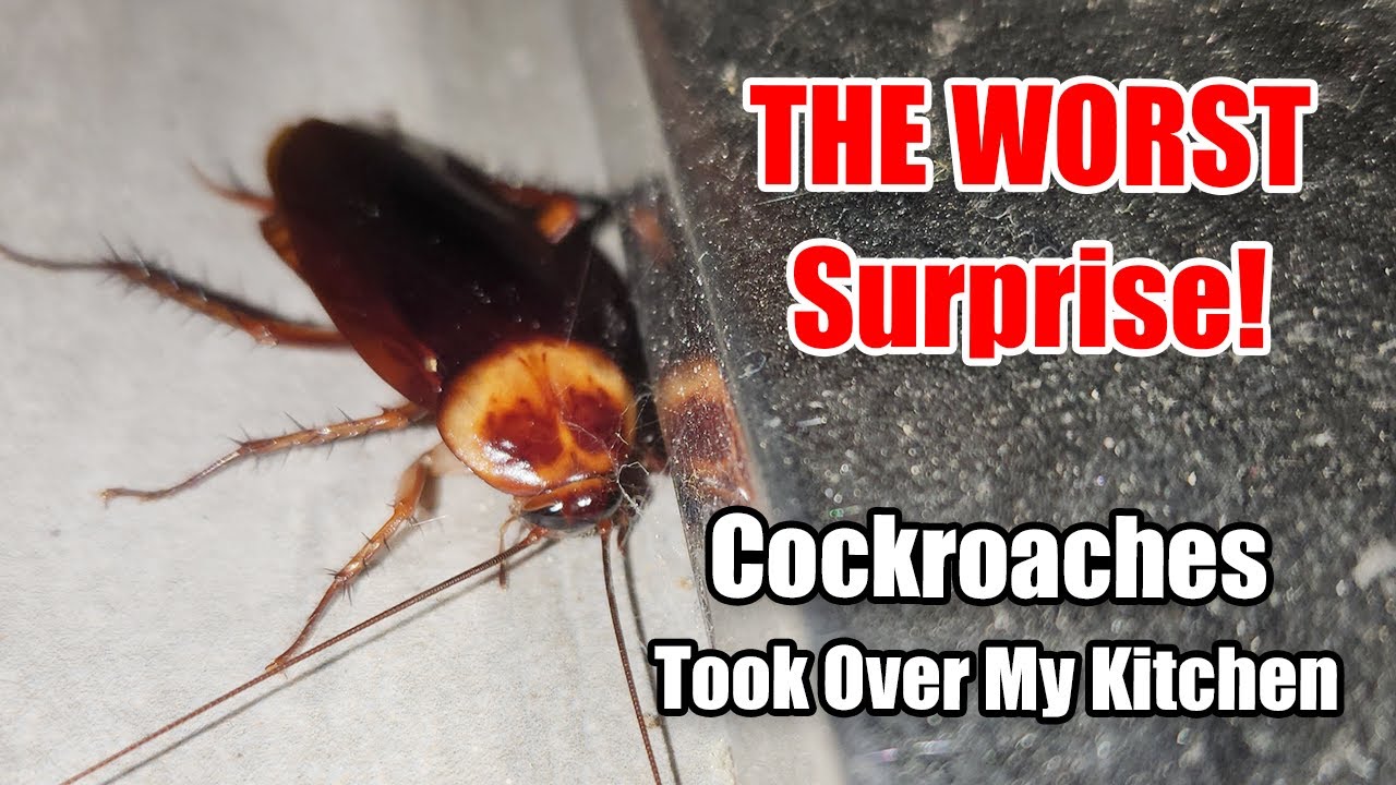 THE WORST Surprise! 🤢 Cockroaches Took Over My Kitchen 🪳