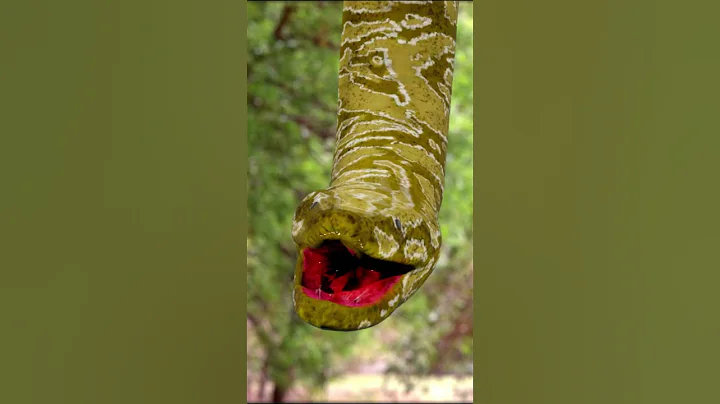 Anaconda Snake Attack 2 P1 #shorts #snake #python #snakes #nagin #anaconda #bigsnake #anacondasnake