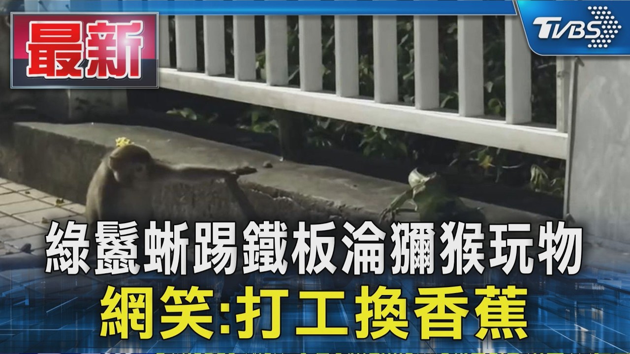 綠鬣蜥踢鐵板淪獼猴玩物 網笑:打工換香蕉|TVBS新聞 @tvbsn 縮圖