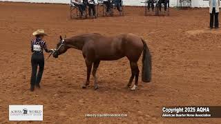 2025 Youth Showmanship 13-&-Under World Champion