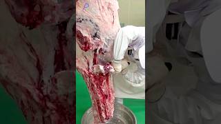 Korean Beef Butchering Process allprocessofworld