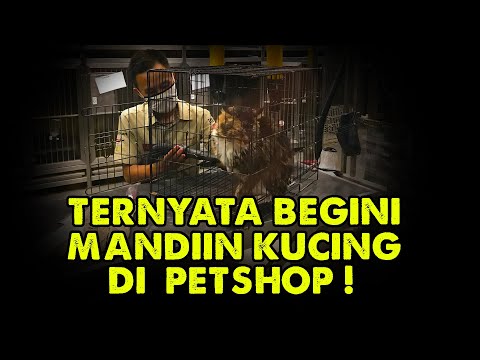 TERNYATA BEGINI MANDIIN KUCING DI PETSHOP !