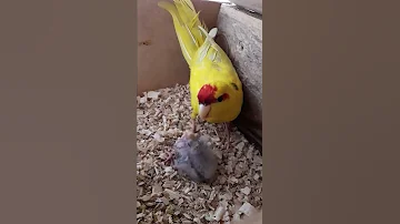 Какарики. Кормление птенца