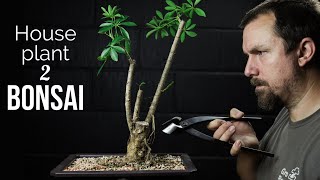 House Plant to Bonsai in 1 Year? Ep1