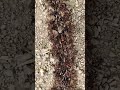 Biting Ants Siafu 