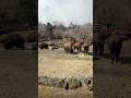 #アメリカバイソン #富士山 #サファリパーク #動物園