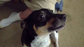 Dog doesnt know what to make of the phone