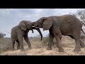 Elephant bulls, Fishan & Jabulani in an incredible sparring match of strength and tactics 🐘