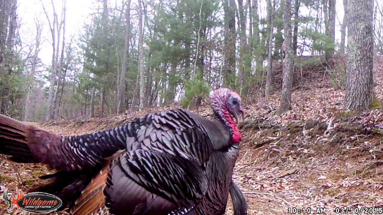 TURKEY UP CLOSE