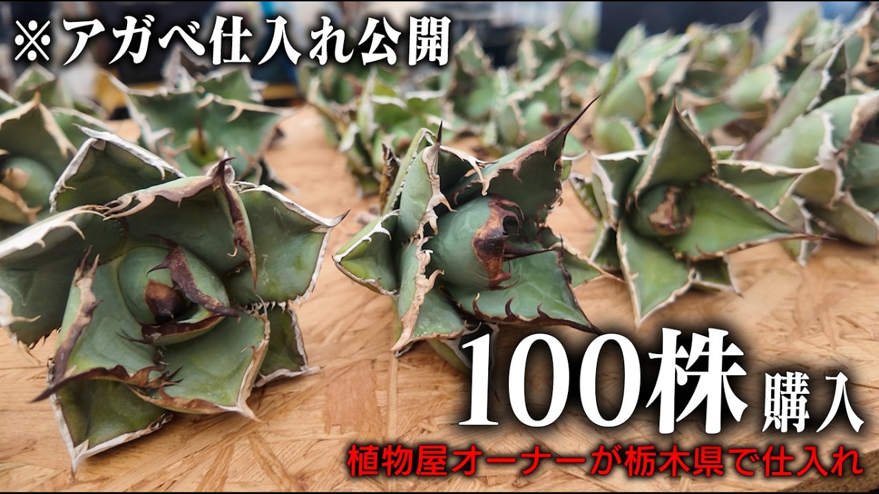Agave Sourcing] Following a Plant Expert as They Purchase 100