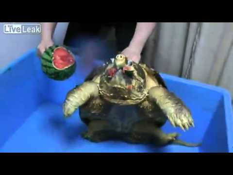 Video: Turtles 101: Kā Tīrīt Un Kopt Bruņurupuča Tvertni